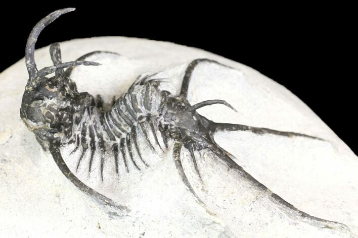 Bargain, Spiny Ceratarges Trilobite - Zireg, Morocco #141786